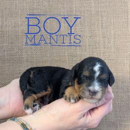 Mantis - Tri-color male Bernedoodle puppy in Cambridge, Minnesota from Country Meadow Doodles
