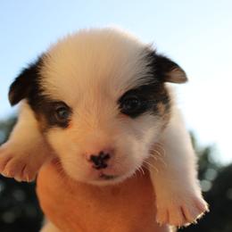 Chip - Black and white male American Corgi puppy in Leighton, Alabama from Bar P Livestock Corgis