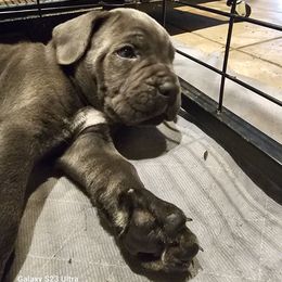 Boy 1 - Gray male Cane Corso puppy in Dunnellon, Florida from Touch of Spice Kennels