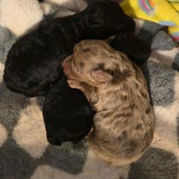Sallie - Brown female Poodle puppy in Mc Dade, North Carolina from Toy Poodles of NC