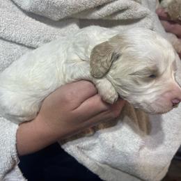 White collar - Cream male Goldendoodle puppy in Mc Cook, Nebraska from Powers Doodles