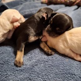 Schnoodle puppies from Shrivers' Sweethearts