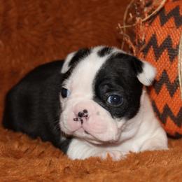 Male 1 - Black and white male Boston Terrier puppy in Puyallup, Washington from NW Boston Terriers