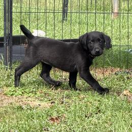 Liko - Black female Labrador Retriever puppy in Carriere, Mississippi from Cajun Water Retrievers