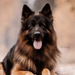 Yumen - German Shepherd