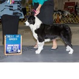 Chilly - Border Collie
