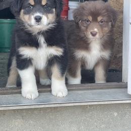 Paris - Black tri-color female Australian Shepherd puppy in Kirksville, Missouri from BellSharps Australian Shepherds