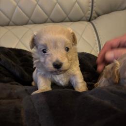 Latte - Fawn female Companion Cross puppy in Grottoes, Virginia from Wendy’s Maltese & Cavamalts of Virginia