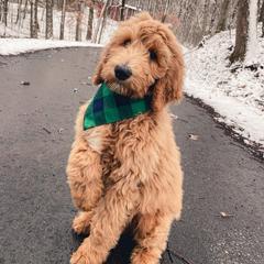 Goldendoodle, Labradoodle, Poodle, and Saint Berdoodle Puppies from Dent’s Doodles