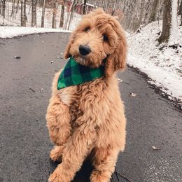 Goldendoodle, Labradoodle, Poodle, and Saint Berdoodle Puppies from Dent’s Doodles