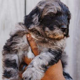 Bernedoodles from Crown Stephens Family Doodles