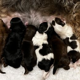 Havana Silk Dog puppies from Maplewood Silks