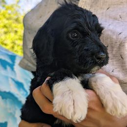 Teton - Black and white Portuguese Water Dog puppy in Jacksonville, Florida from Filo House