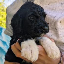 Teton - Black and white Portuguese Water Dog puppy in Jacksonville, Florida from Filo House