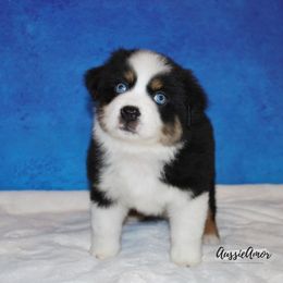 Miniature Australian Shepherd Puppies from Aussie Amor