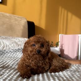 Destin - Red  female Poodle puppy in Hollywood, Florida from Royal Goldendoodle