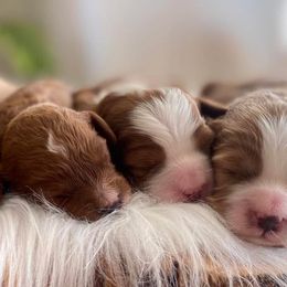 Cavapoo and Goldendoodle Puppies from French Creek Doodles