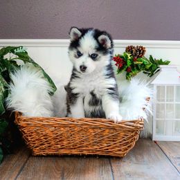 Pomsky Puppies from Arctic Star Pomskies