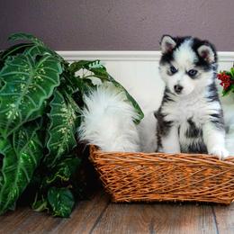 Pomsky Puppies from Arctic Star Pomskies