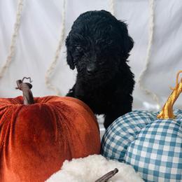 Oakley - Black male Goldendoodle puppy in Cedartown, Georgia from Loyal Doodles