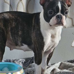 Charlotte - Boston Terrier