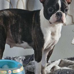 Charlotte - Boston Terrier