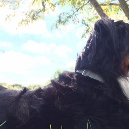 Bernedoodles and Bernese Mountain Dogs from Bernese Home