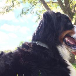 Bernedoodles and Bernese Mountain Dogs from Bernese Home