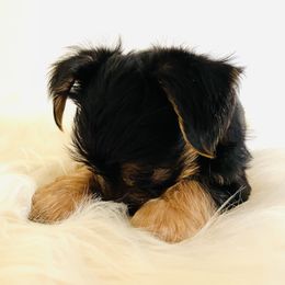 Yorkshire Terrier Puppies from Yuppie Yorkies