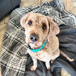 GIZMO - Australian Labradoodle