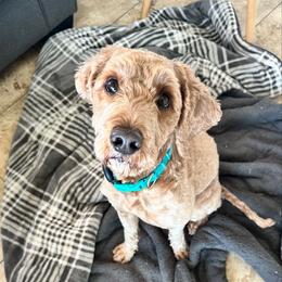 GIZMO - Australian Labradoodle