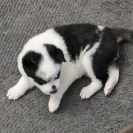 Draco - Black and white male Pomsky puppy in Sacramento, California from 916 Pomskies