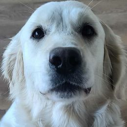 Divinity - Golden Retriever