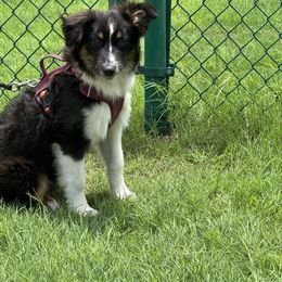 Lilly - Black tri female Miniature Australian Shepherd puppy in Azle, Texas from Weston Family Farms