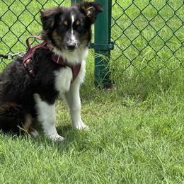 Lilly - Black tri female Miniature Australian Shepherd puppy in Azle, Texas from Weston Family Farms