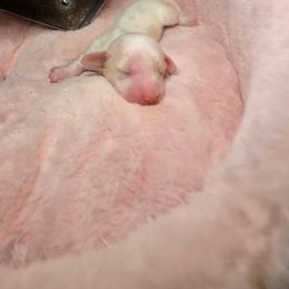 Cobbler - Cream male Dachshund puppy in Bristol, Tennessee from It's Mini Wieners Baby