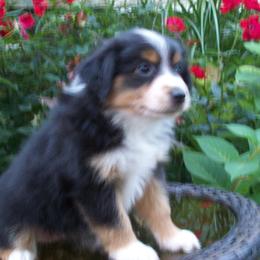 Addy - Black tri female Miniature American Shepherd puppy in Atwood, Illinois from Buck-Run Puppies