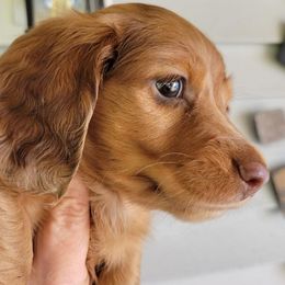 Dachshunds from Kimberley's Dachshunds