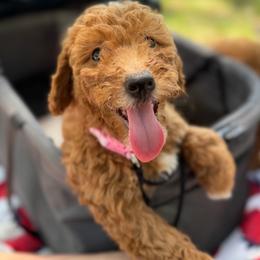 Princess, Pink Collar - Parti female Goldendoodle puppy in Valley Center, Kansas from The Goldendoodle Gal