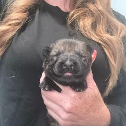 Lavender collar - Sable female German Shepherd puppy in Canterbury, Connecticut from Nachtwaechter German Shepherds, LLC
