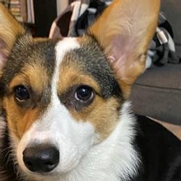 American Corgis and Pembroke Welsh Corgis from Faith Farm