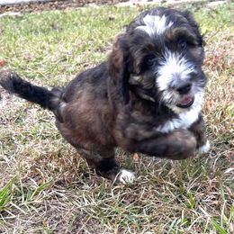 Pocahontas - Brown and white female Aussiedoodle puppy in Melrose, Florida from Howdilly Doodley