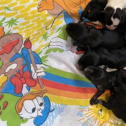 Miniature Schnauzer Puppies from Spring Brook resort