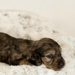 Shaded Cream dapple - Dapple male Dachshund puppy in Seminary, Mississippi from Down South Mavericks Dachshunds