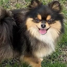 Makenna - Pomeranian