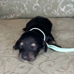Minnie - Black and cream female Dachshund puppy in Lexington, Oklahoma from BooneDox Miniature Dachshunds