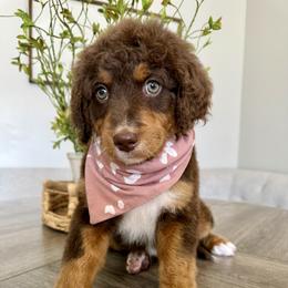 Dolly Parton - Tri-color female Bernedoodle puppy in Draper, Utah from Salt City Farm
