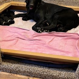 Flat-Coated Retriever and Golden Retriever Puppies from LaDean Faris