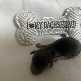 Boy 1 - Black and tan male Dachshund puppy in Quemado, New Mexico from TNT Dachshunds