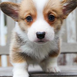 Simba - 1500 - Sable and white male American Corgi puppy in Star City, Arkansas from T4 Farms